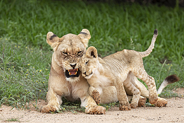 Lioness (Panthera leo) with cub, Kgalagadi Transfrontier Park, Northern Cape, South Africa, Africa