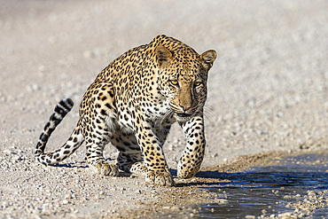 Leopard male (Panthera pardus) at puddle after rain, Kgalagadi Transfrontier Park, Northern Cape, South Africa, Africa