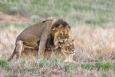 Lions (Panthera leo) mating, Kgalagadi Transfrontier Park, Northern Cape, South Africa, Africa