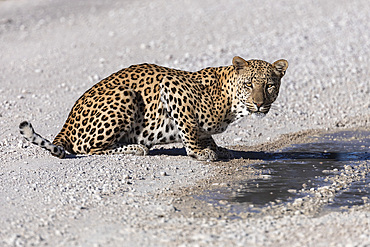 Leopard male (Panthera pardus) at puddle after rain, Kgalagadi Transfrontier Park, Northern Cape, South Africa, Africa