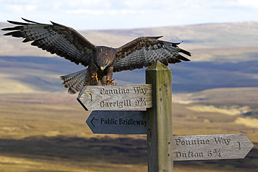 Common buzzard (Buteo buteo) landing on Pennine Way sign, Controlled, Cumbria, England, United Kingdom, Europe