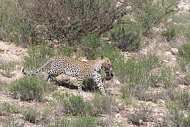 Leopard female (Panthera pardus) carrying cub to new den, Kgalagadi Transfrontier Park, Northern Cape, South Africa, Africa