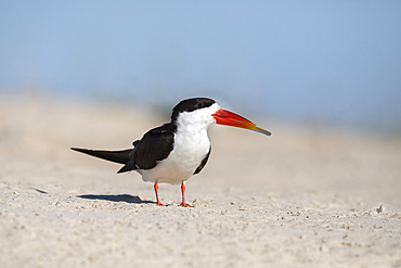 African skimmer (Rynchops flavirostris), Chobe National Park, Botswana, Africa