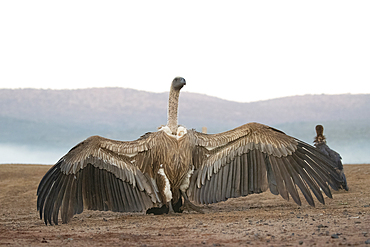 Whitebacked vulture (Gyps africanus) threat display, Zimanga Game Reserve, KwaZulu-Natal, South Africa, Africa