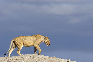 Lioness (Panthera leo), Amboseli national park, Kenya, East Africa