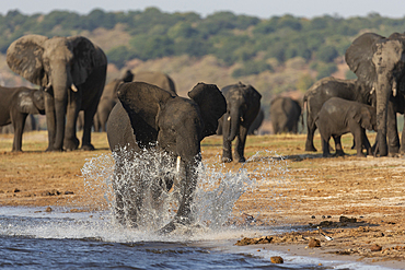 African elephants (Loxodonta africana), Chobe National Park, Botswana, Africa