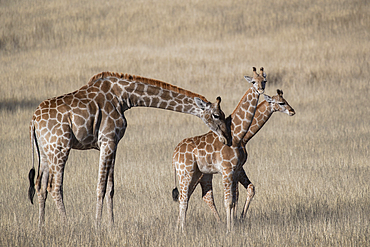 Giraffes (Giraffa camelopardalis), Kgalagadi transfrontier park, Northern Cape, South Africa, Africa