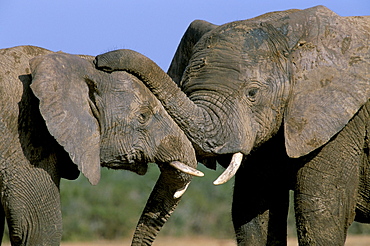 Two African elephants (Loxodonta africana), Greater Addo National Park, South Africa, Africa