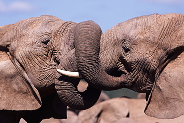 Two African elephants (Loxodonta africana) wrestling, Addo National Park, South Africa, Africa