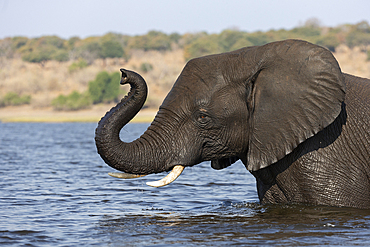 African elephant (Loxodonta africana), Chobe National Park, Botswana, Africa