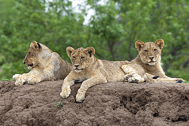 Lion (Panthera leo) cubs, Mashatu Game Reserve, Botswana, Africa