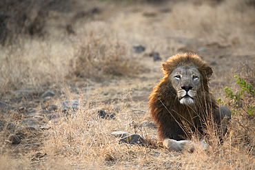 Lion (Panthera leo), Zimanga private game reserve, KwaZulu-Natal, South Africa, Africa