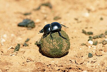 Flightless dung beetle rolling brood ball, Addo National Park, South Africa, Africa