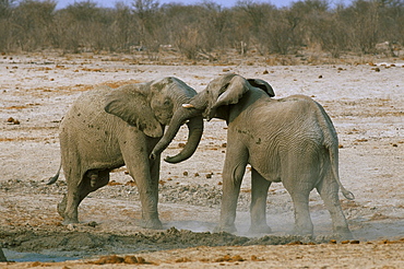 Two African elephants (Loxodonta africana) fighting, Etosha National Park, Namibia, Africa