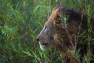 Lion (Panthera leo), Zimanga private game reserve, KwaZulu-Natal, South Africa, Africa