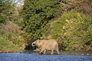 African elephant (Loxodonta africana), Zimanga private game reserve, KwaZulu-Natal, South Africa, Africa