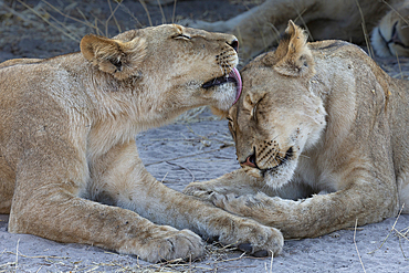 Lions (Panthera leo) grooming, Chobe National Park, Botswana, Africa