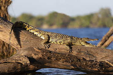 Nile crocodile (Crocodylus niloticus), Chobe River, Botswana, Africa