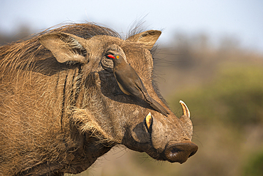 Redbilled oxpecker (Buphagus erythrorynchus) on warthog (Phacochoerus africanus), Zimanga game reserve, South Africa, Africa