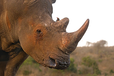 White rhino (Ceratotherium simum), Zimanga game reserve, KwaZulu-Natal, South Africa