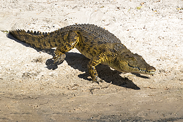 Nile crocodile (Crocodylus niloticus), Chobe River, Botswana, Africa