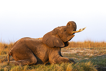 African elephant (Loxodonta africana), Chobe National Park, Botswana, Africa