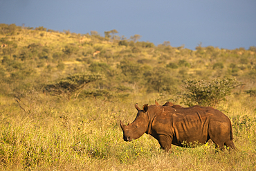 White rhino (Ceratotherium simum), Zimanga Game Reserve, KwaZulu-Natal, South Africa, Africa