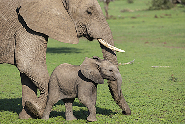 African elephant (Loxodonta africana) with calf, Mashatu Game Reserve, Botswana, Africa