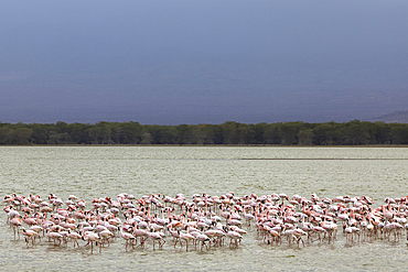 Lesser flamingoes (Phoeniconaias minor), Amboseli National Park, Kenya, East Africa, Africa