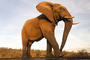 African elephant (Loxodonta africana) bull, Zimanga private Game Reserve, KwaZulu-Natal, South Africa, Africa