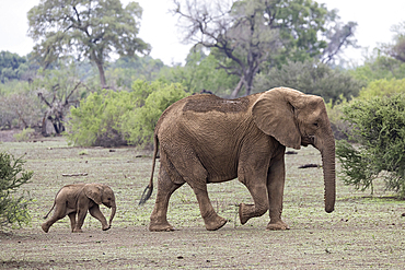 African elephant (Loxodonta africana) with calf, Mashatu Game Reserve, Botswana, Africa