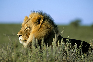 Lion (Panthera leo), Kalahari Gemsbok Park, South Africa, Africa