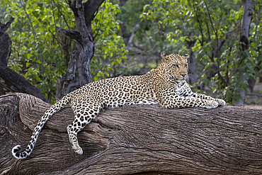 Leopard (Panthera pardus), Mashatu Game Reserve, Botswana, Africa