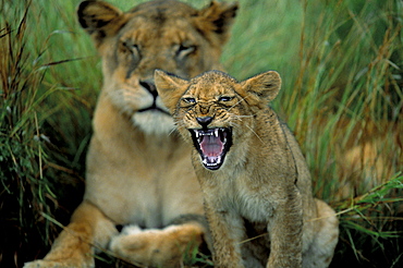 Two to three month old lion cub with lioness (Panthera leo), Kruger National Park, South Africa, Africa