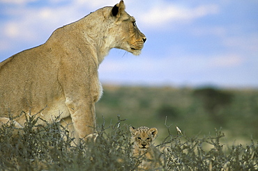 Lioness (Panthera leo) with small cub, Kalahari Gemsbok Park, South Africa, Africa