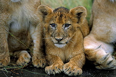 Two to three month old lion cub (Panthera leo), Kruger National Park, South Africa, Africa