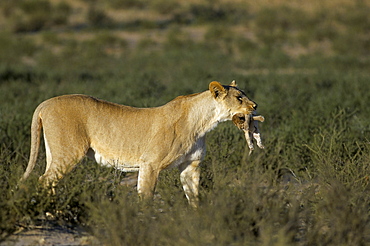 Lioness (Panthera leo) carrying cub to safety, Kalahari Gemsbok Park, South Africa, Africa