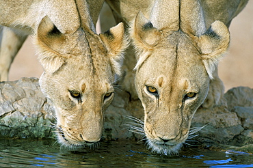 Lions (Panthera leo) drinking, Kgalagadi Transfrontier Park, South Africa, Africa