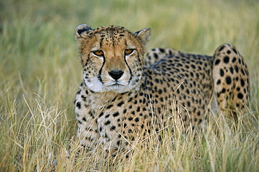 Captive cheetah (Acinonyx jubatus), Namibia, Africa