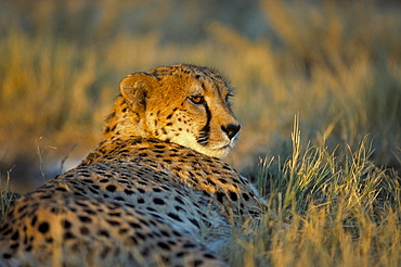 Captive cheetah (Acinonyx jubatus), Namibia, Africa