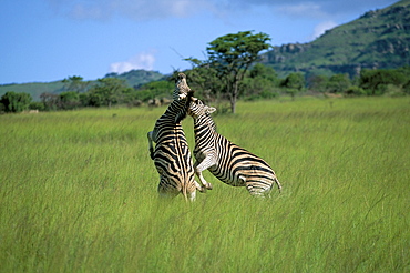 Burchell's zebra (Equus burchelli) fighting, Itala Game Reserve, South Africa