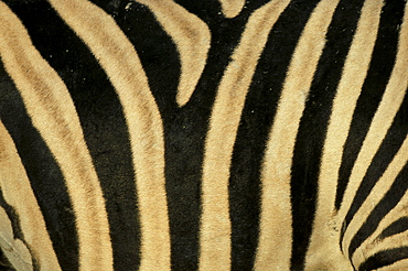 Close-up of zebra skin, South Africa, Africa