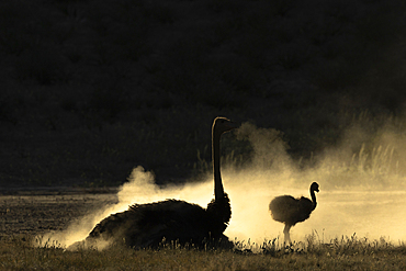 Ostrich (Struthio camelus) and chick jdustbathing, Kgalagadi transfrontier park, Northern Cape, South Africa