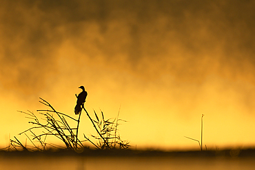 Reed cormorant (Microcarbo africanus), Zimanga Game Reserve, South Africa, Africa