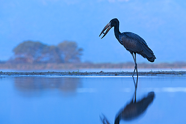 African openbill (Anastomus lamelligerus), Zimanga game reserve, KwaZulu-Natal, South Africa