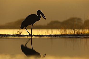 African openbill (Anastomus lamelligerus), Zimanga game reserve, KwaZulu-Natal, South Africa