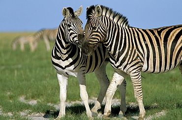 Burchell's (Plains) zebra (Equus burchelli), Etosha National Park, Namibia, Africa