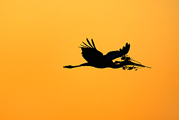 Yellow-billed stork (Mycteria ibis) carrying nesting material, Chobe national park, Botswana