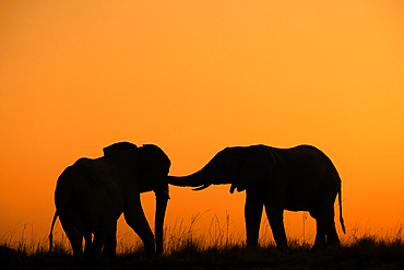 Elephants (Loxodonta africana) at sunset, Chobe National Park, Botswana, Africa