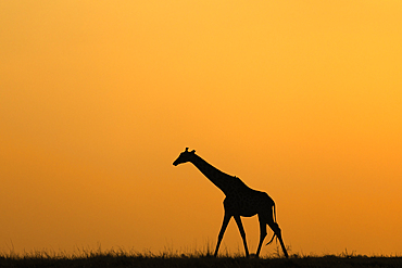 Giraffe (Giraffa camelopardalis) silhouette at sunset, Chobe National Park, Botswana, Africa